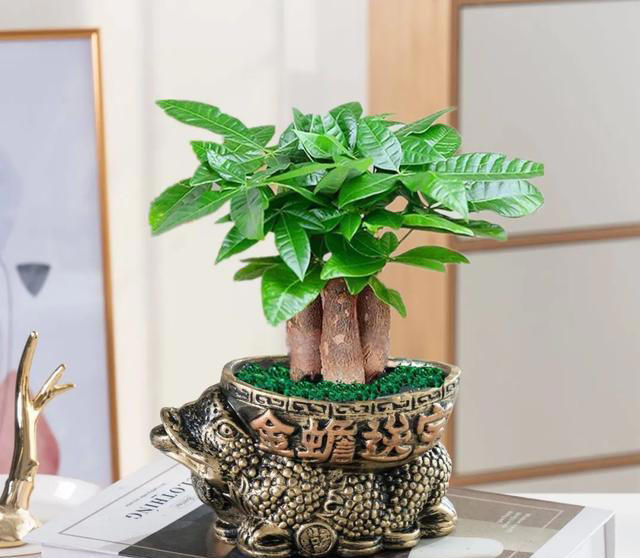 让家里的花养出“高级感”，学会矮化技巧，花卉“高级感”翻倍