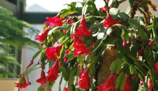 让家里的花养出“高级感”，学会矮化技巧，花卉“高级感”翻倍