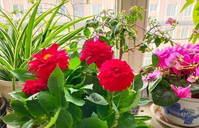 花盆里撒一把,不管多难养的花,叶绿根壮长势旺,不黄叶不烂根