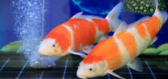 花盆里撒一把，不管多难养的花，叶绿根壮长势旺，不黄叶不烂根