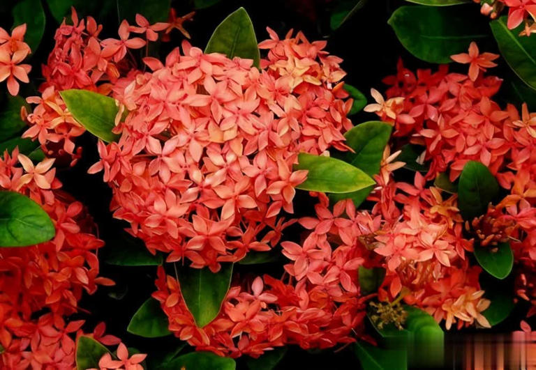 家里养4种漂亮花，一年到头有花赏，还香味浓郁！ 