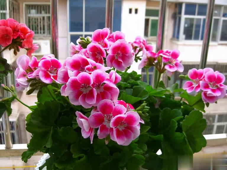 家里养4种漂亮花，一年到头有花赏，还香味浓郁！