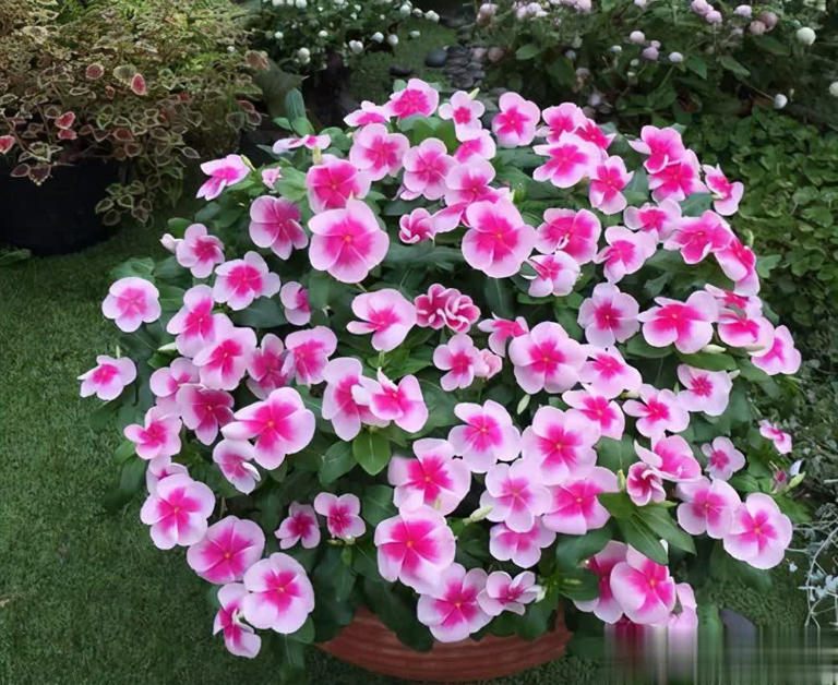 家里养4种漂亮花，一年到头有花赏，还香味浓郁！