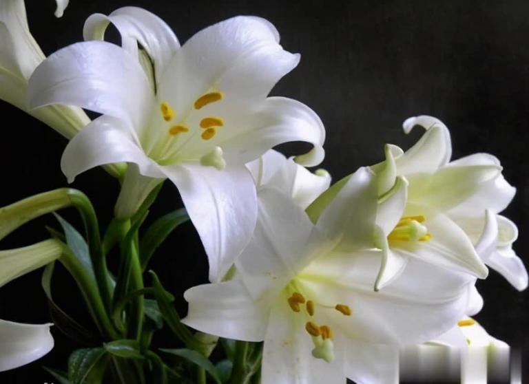 家里养4种漂亮花，一年到头有花赏，还香味浓郁！