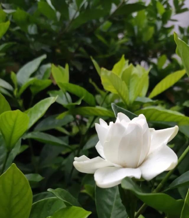 栀子花详细养护技巧，告别黄叶枯叶掉花苞