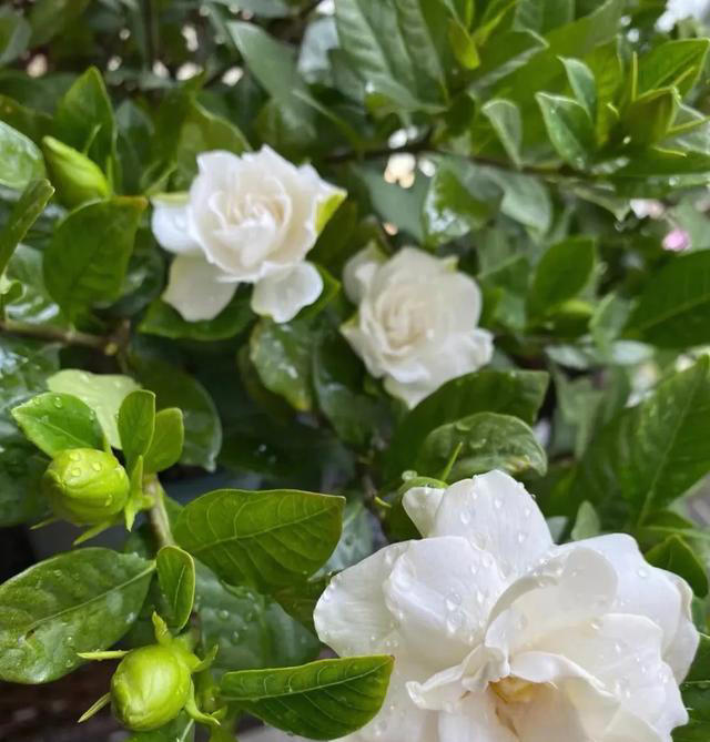 栀子花详细养护技巧，告别黄叶枯叶掉花苞