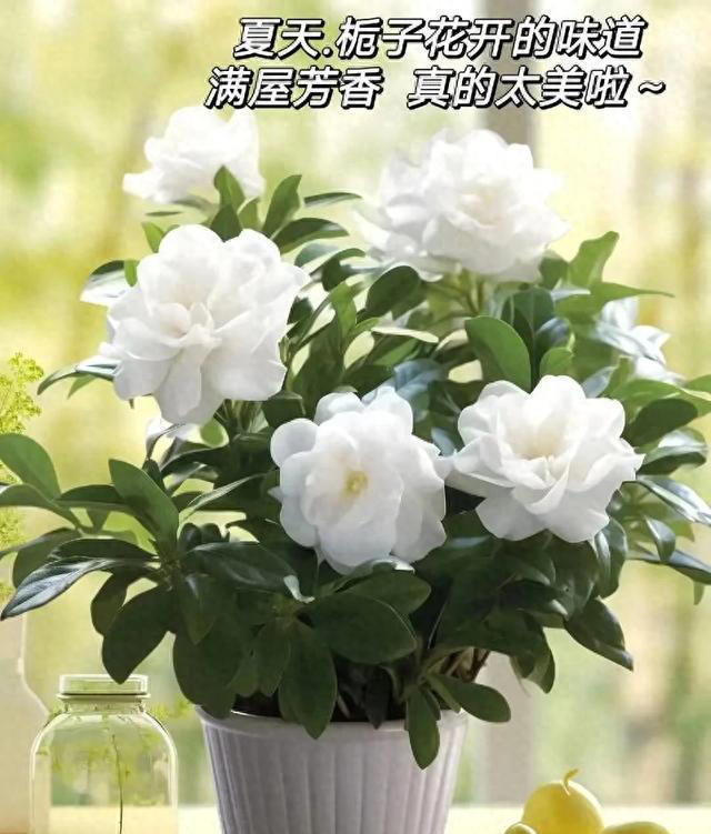 栀子花详细养护技巧，告别黄叶枯叶掉花苞