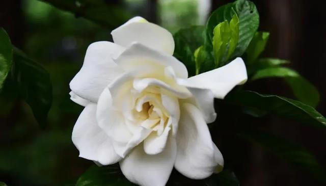 栀子花详细养护技巧，告别黄叶枯叶掉花苞