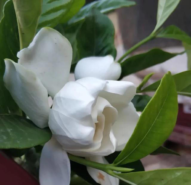 栀子花详细养护技巧，告别黄叶枯叶掉花苞