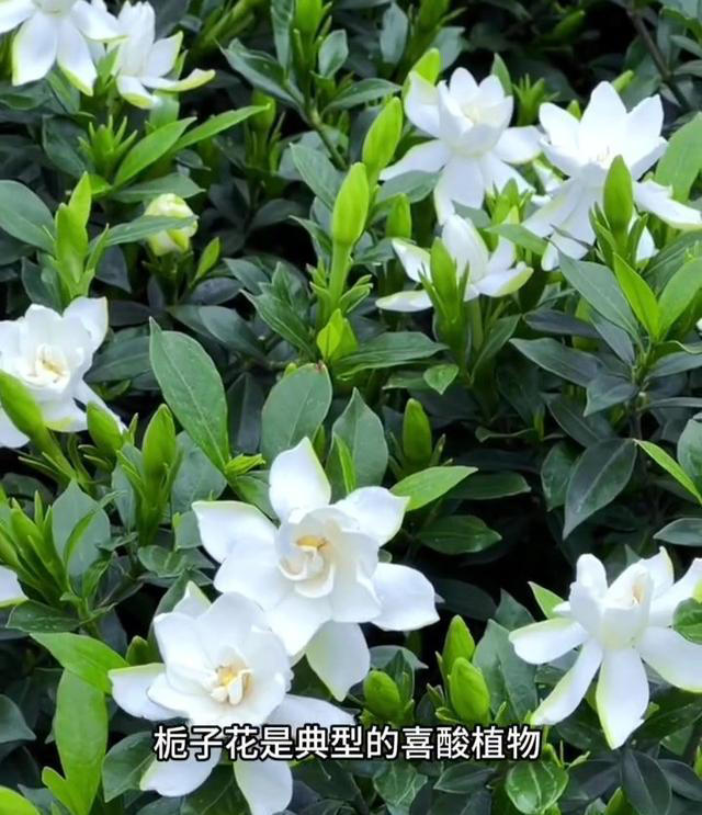 栀子花详细养护技巧，告别黄叶枯叶掉花苞