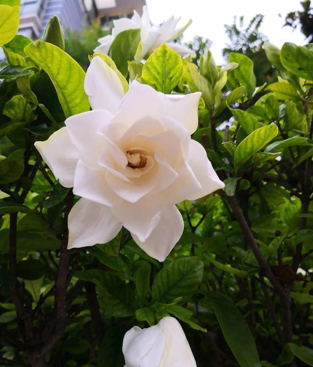 栀子花详细养护技巧，告别黄叶枯叶掉花苞