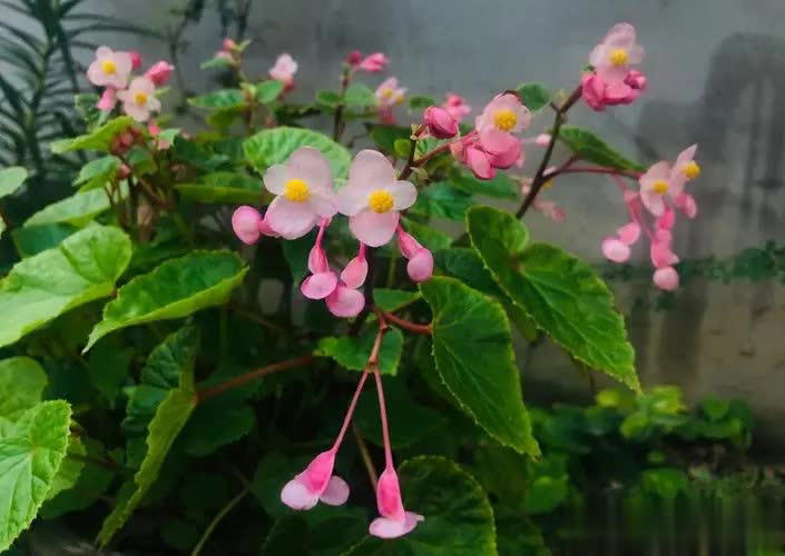 适合居家种植的6种花，寓意吉祥又净化空气，你家养了几种？