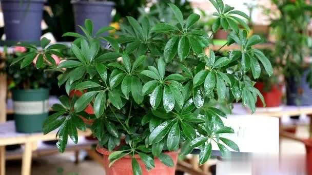 适合居家种植的6种花，寓意吉祥又净化空气，你家养了几种？