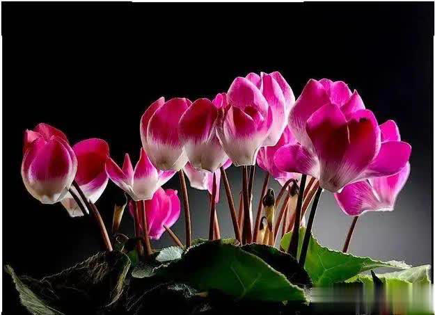 适合居家种植的6种花，寓意吉祥又净化空气，你家养了几种？