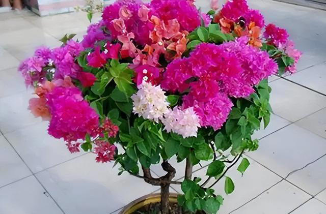 五种花就怕浇水多，水一多就不开花，少浇水反而越开越茂盛