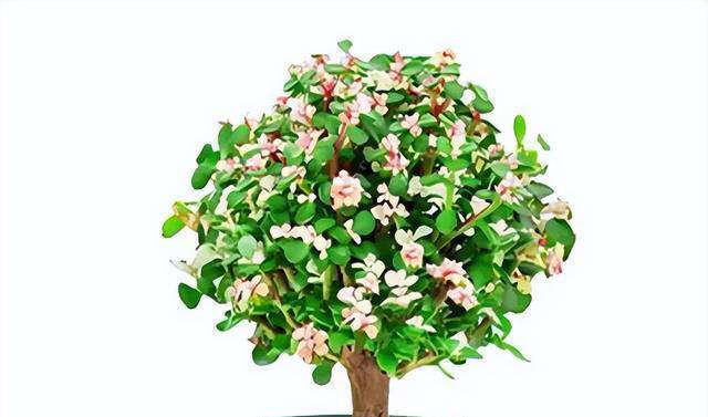 五种花就怕浇水多，水一多就不开花，少浇水反而越开越茂盛