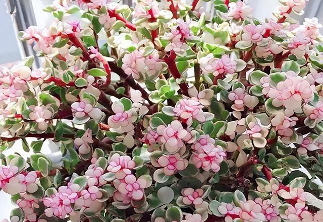 五种花就怕浇水多，水一多就不开花，少浇水反而越开越茂盛