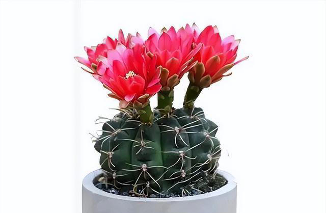 五种花就怕浇水多，水一多就不开花，少浇水反而越开越茂盛