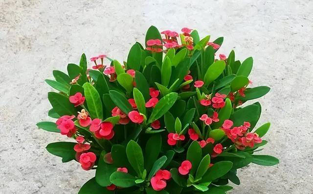 五种花就怕浇水多，水一多就不开花，少浇水反而越开越茂盛