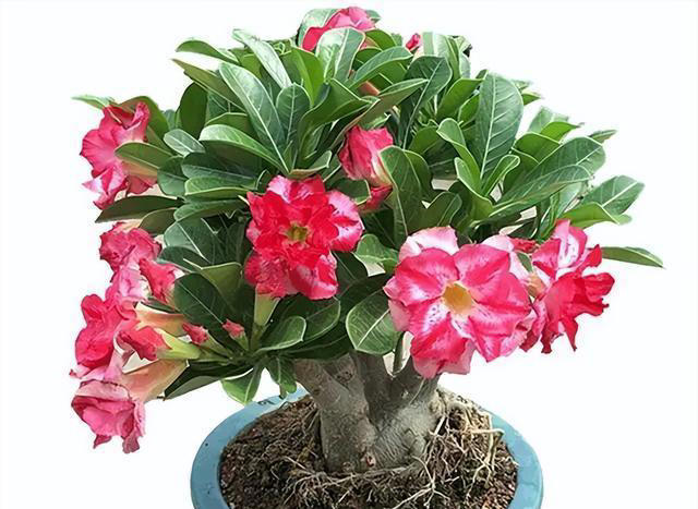 五种花就怕浇水多，水一多就不开花，少浇水反而越开越茂盛