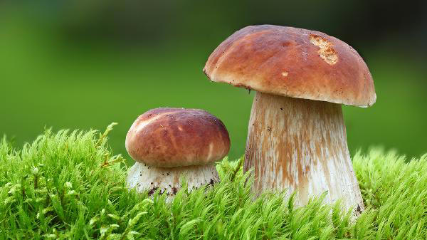 香菇被称“蘑菇皇后”，可你知道干香菇和鲜香菇，哪个更有营养？