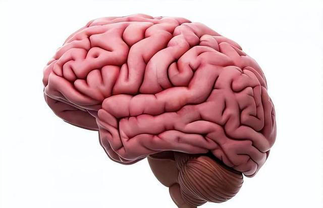 研究发现：对大脑特别好的2类食物，经常换着吃，可延缓大脑衰退