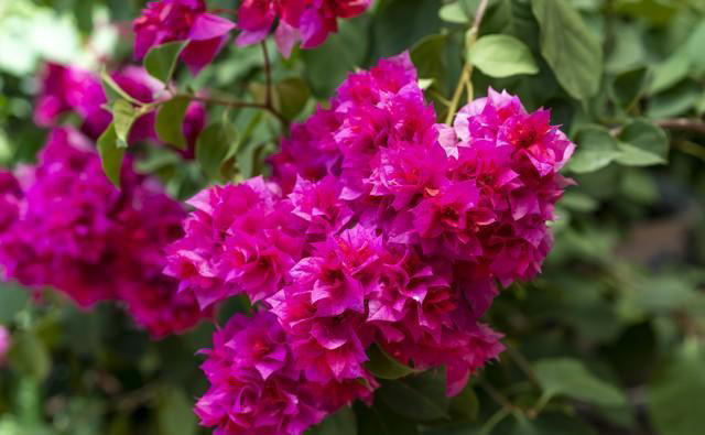 三角梅不开花？不能惯着它，三招下去乖乖开花