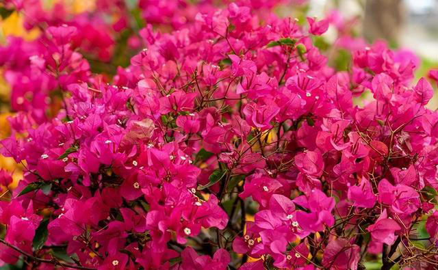 三角梅不开花？不能惯着它，三招下去乖乖开花