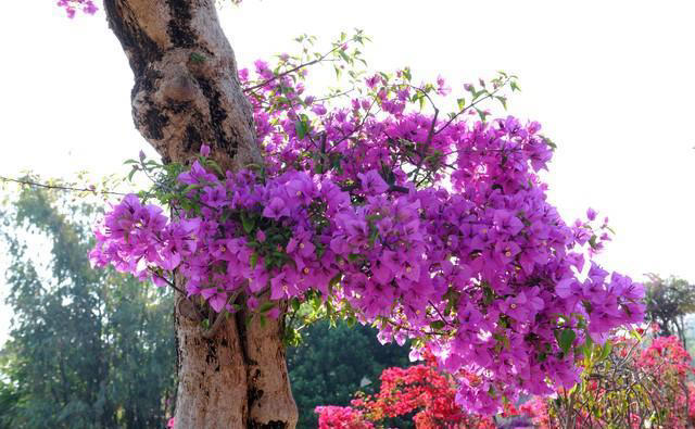 三角梅不开花？不能惯着它，三招下去乖乖开花