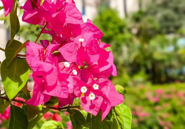 三角梅不开花？不能惯着它，三招下去乖乖开花