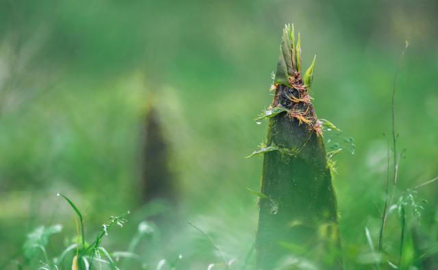 特别适合在春天吃的菜，对肝脏很友好