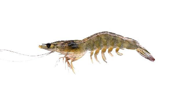 海鲜摊贩不会告诉你的秘密：这3种大虾是“激素虾”，一定要少吃