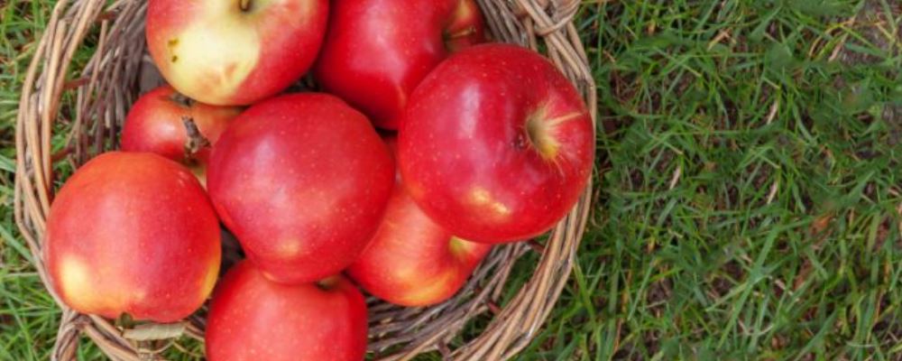 如何依据体质来吃水果 如何吃水果健康 不同体质怎么吃水果