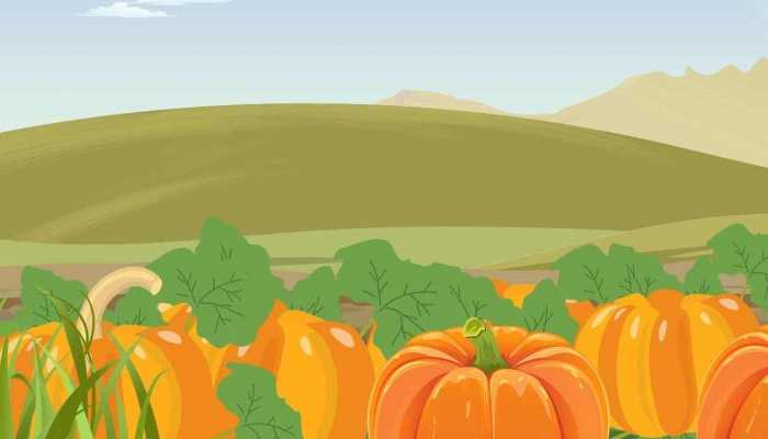 南瓜减肥的原理 南瓜怎么做好吃又减肥