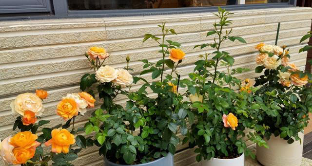 5种“不吉祥花”，养在家里“人花两不旺”，买时一定要谨慎