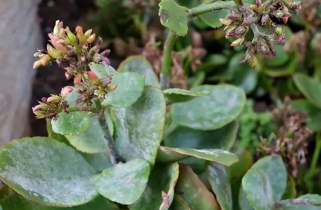 5种“不吉祥花”，养在家里“人花两不旺”，买时一定要谨慎