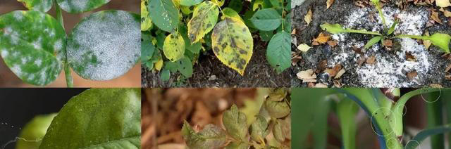 5种“不吉祥花”，养在家里“人花两不旺”，买时一定要谨慎