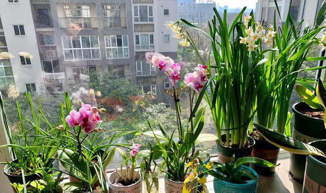 5种“不吉祥花”，养在家里“人花两不旺”，买时一定要谨慎