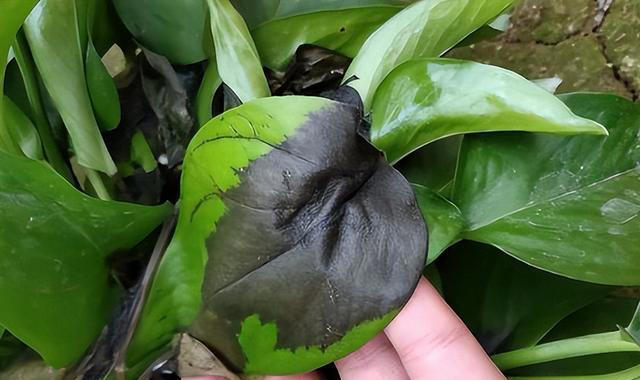 5种“不吉祥花”，养在家里“人花两不旺”，买时一定要谨慎