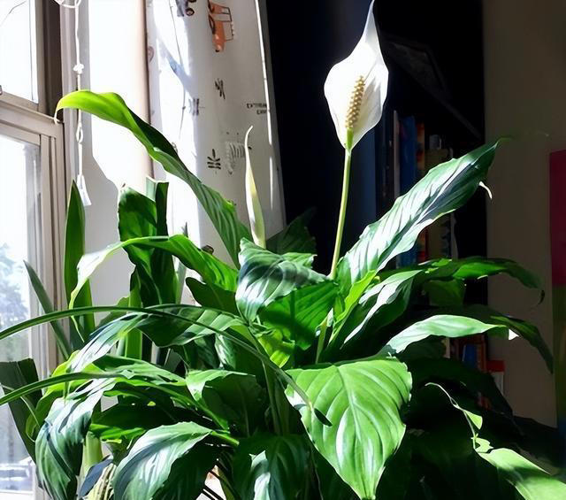 5种“不吉祥花”，养在家里“人花两不旺”，买时一定要谨慎