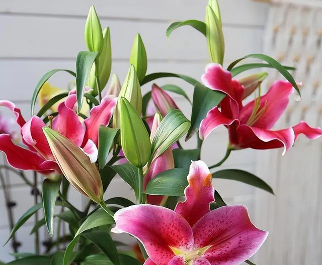 5种“不吉祥花”，养在家里“人花两不旺”，买时一定要谨慎