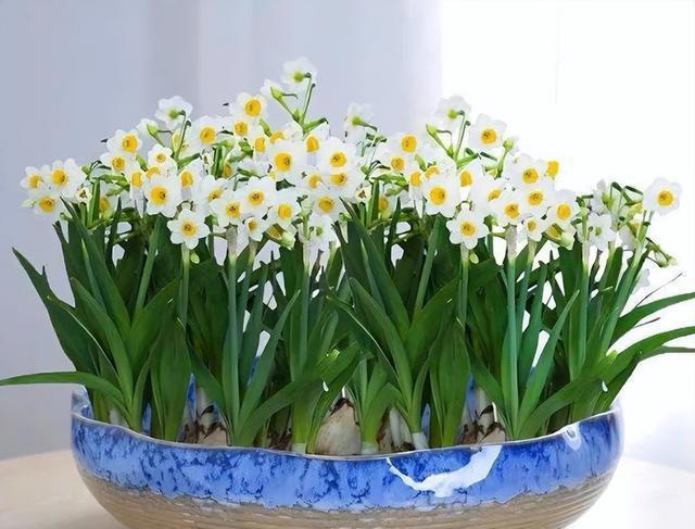 5种“不吉祥花”，养在家里“人花两不旺”，买时一定要谨慎