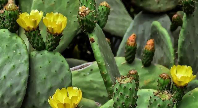 5种“不吉祥花”，养在家里“人花两不旺”，买时一定要谨慎