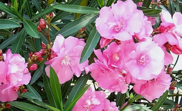 5种“不吉祥花”，养在家里“人花两不旺”，买时一定要谨慎