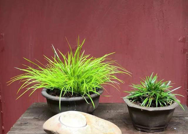 长在石头缝里的“灵草”，遇到不妨挖一棵，养在家里“有好处”