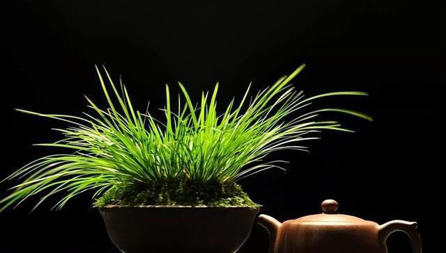 长在石头缝里的“灵草”，遇到不妨挖一棵，养在家里“有好处”