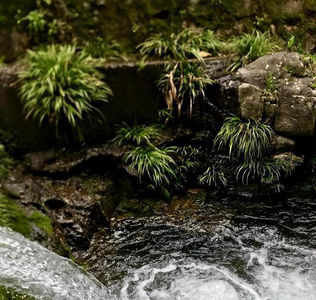 长在石头缝里的“灵草”，遇到不妨挖一棵，养在家里“有好处”