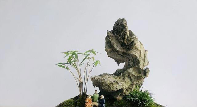 长在石头缝里的“灵草”，遇到不妨挖一棵，养在家里“有好处”