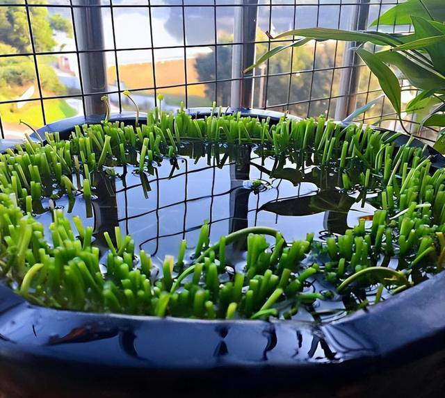 长在石头缝里的“灵草”，遇到不妨挖一棵，养在家里“有好处”