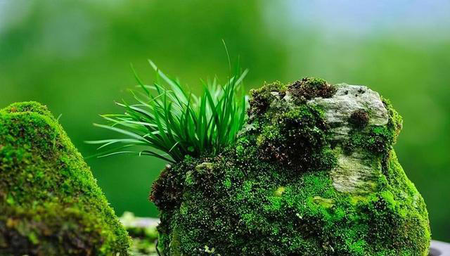 长在石头缝里的“灵草”，遇到不妨挖一棵，养在家里“有好处”